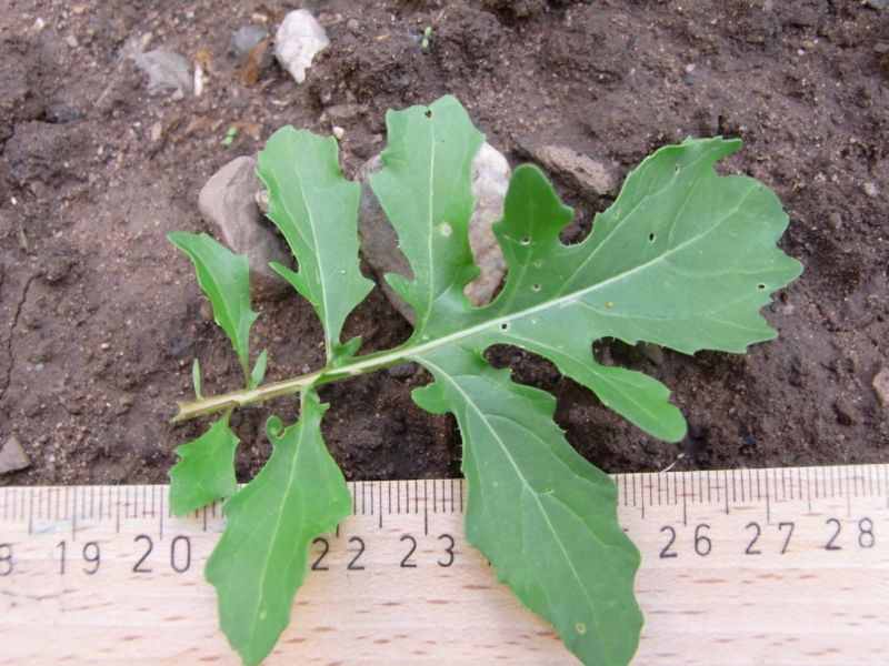 Datei:Rucola, Blatt.JPG