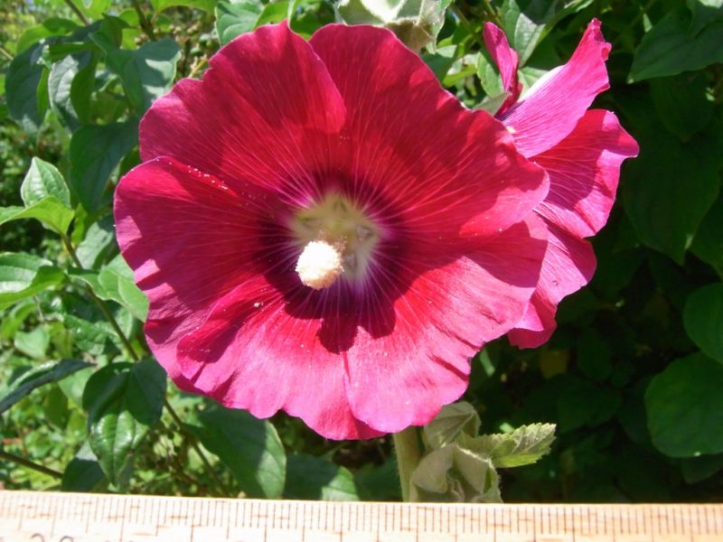 Datei:Stockrose, Bluete.JPG