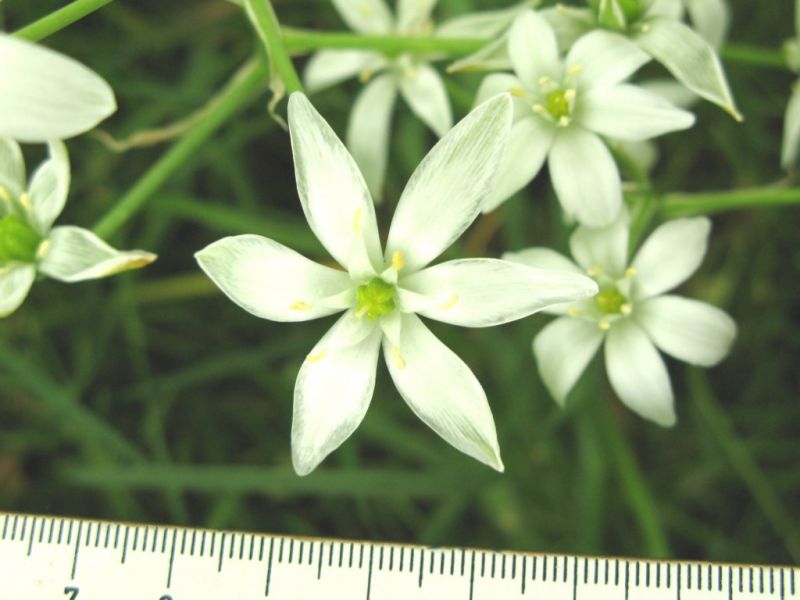 Datei:Dolden-Milchstern, Bluete.JPG