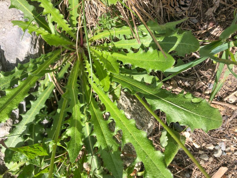 Datei:Rauher Loewenzahn Blattrosette.jpg