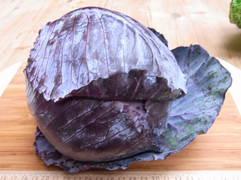 Datei:Rotkohl.JPG