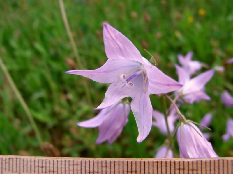 Datei:Wiesen-Glockenblume, Bluete.JPG