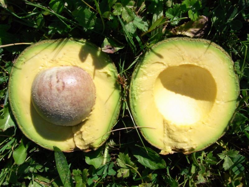 Datei:Avocado Reed.JPG