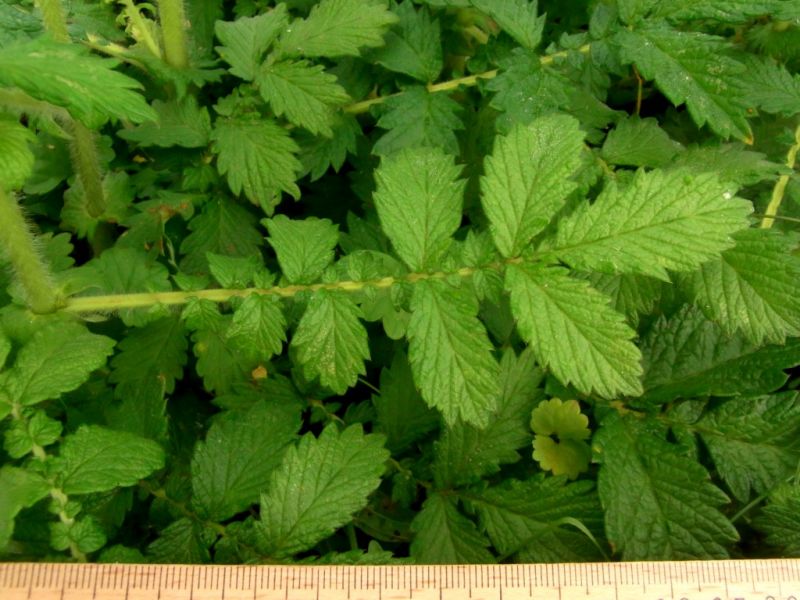 Datei:Odermennig, Blatt.JPG