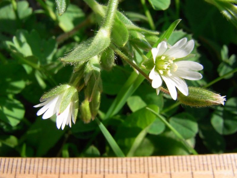 Datei:Hornkraut, gewoehnliches, Bluete.JPG