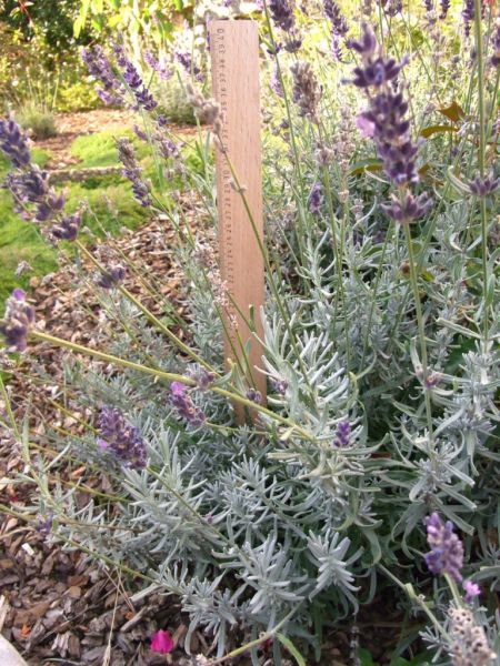 Datei:Lavendel.JPG