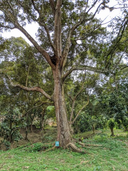 Datei:Durian Baum.jpg