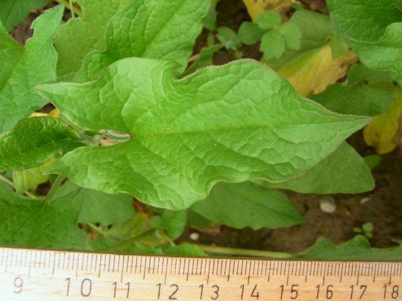 Datei:Spinat, wilder, Blatt.JPG