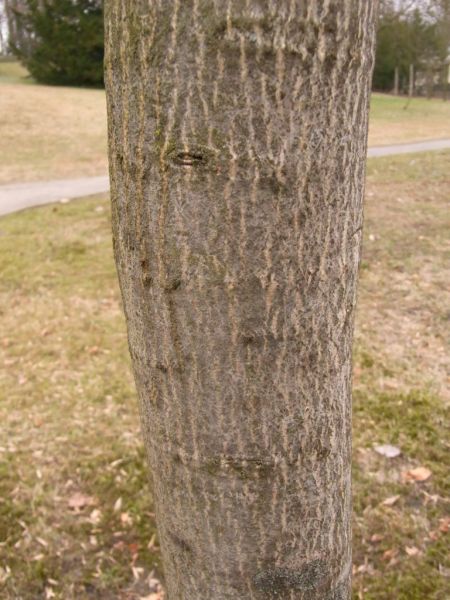 Datei:Walnussbaum, Rinde.JPG