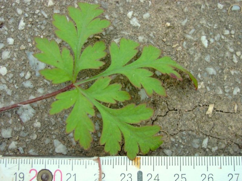 Datei:Stinkender Storchschnabel, Blatt.JPG