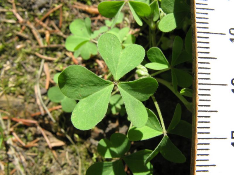 Datei:Aufrechter Sauerklee, Blatt.JPG