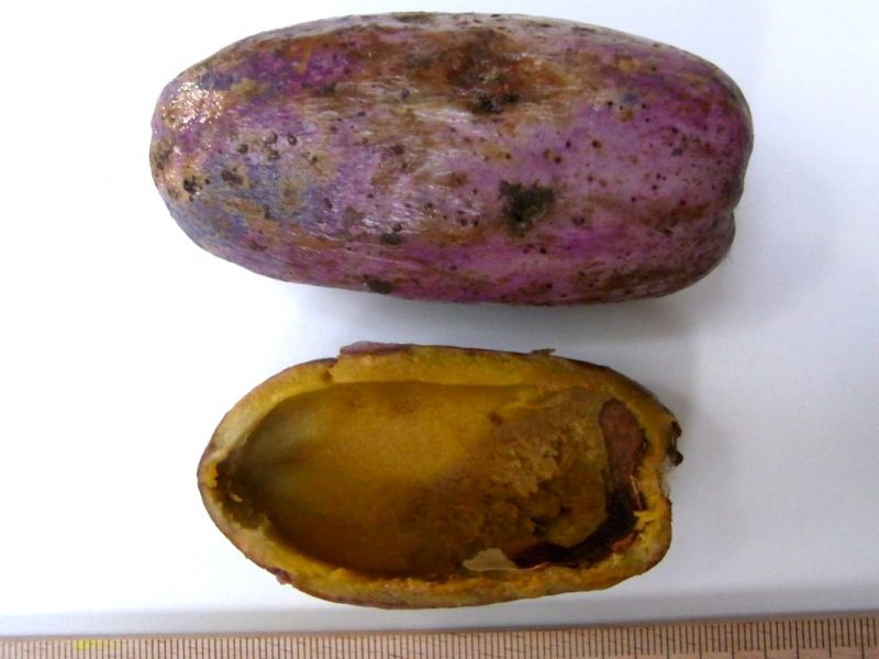 Datei:Safu, Fruchtfleisch.JPG