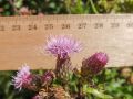 Vorschaubild der Version vom 20:31, 8. Jul. 2019