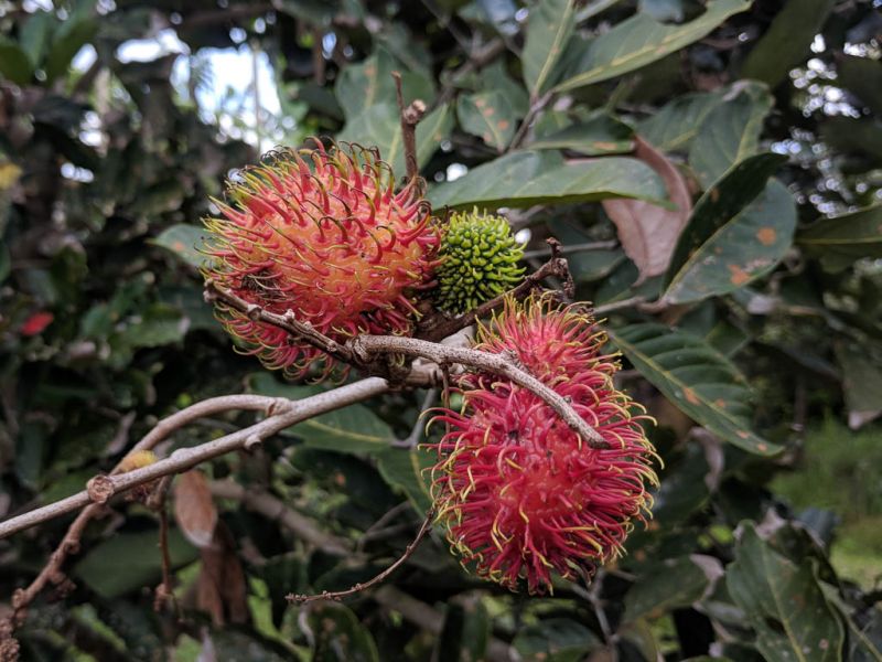 Datei:Rambutan, Ast mit Fruechten.jpg