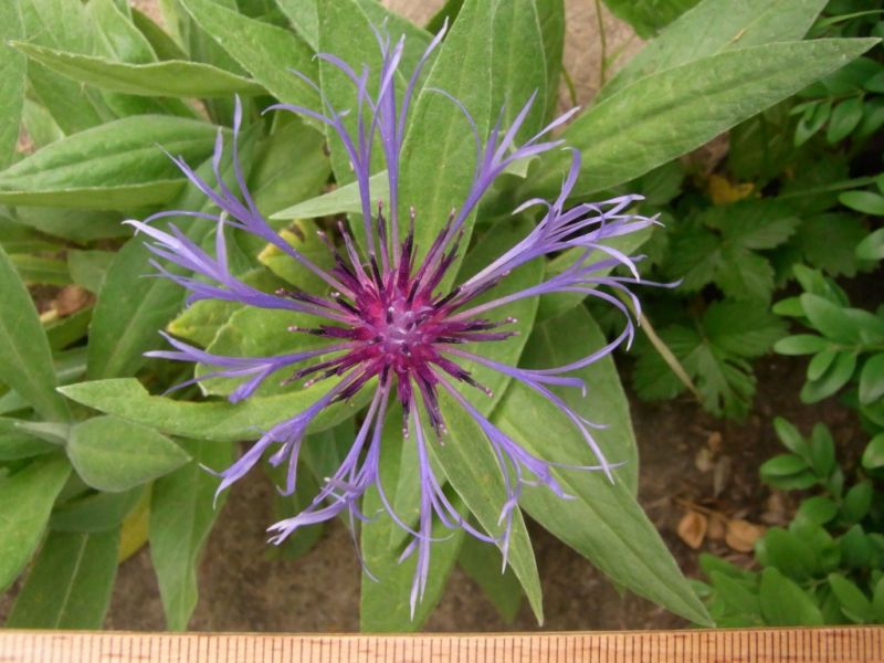 Datei:Berg-Flockenblume, Bluete.JPG