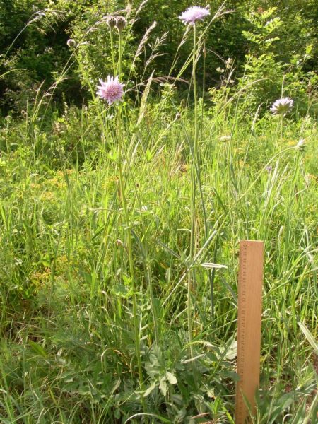 Datei:Acker-Witwenblume.JPG