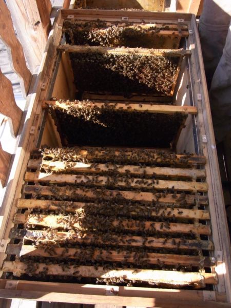 Datei:Bienenstock geoeffnet.JPG