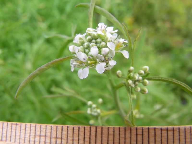 Datei:Garten-Kresse, Bluete.JPG