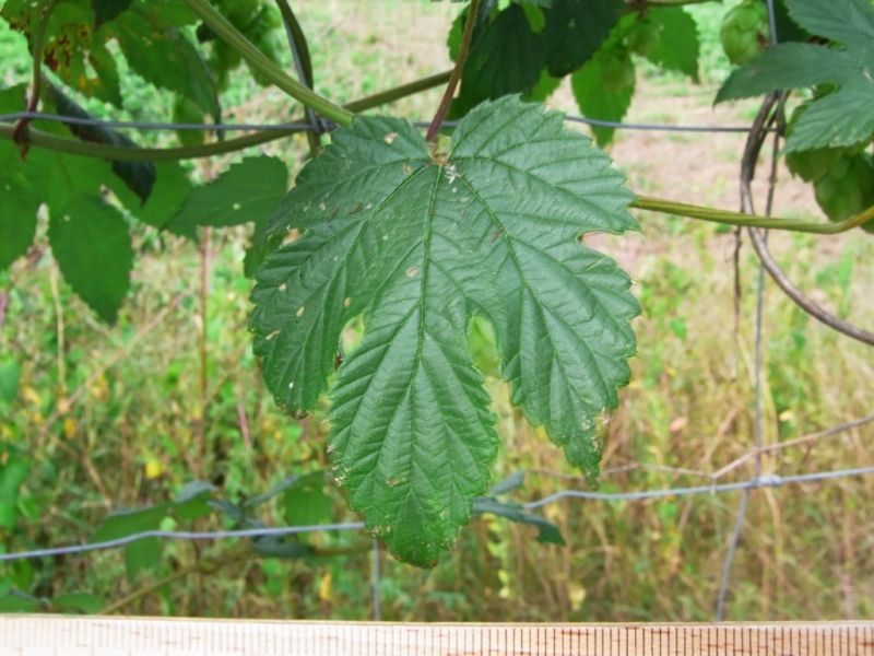 Datei:Hopfen, Blatt.JPG