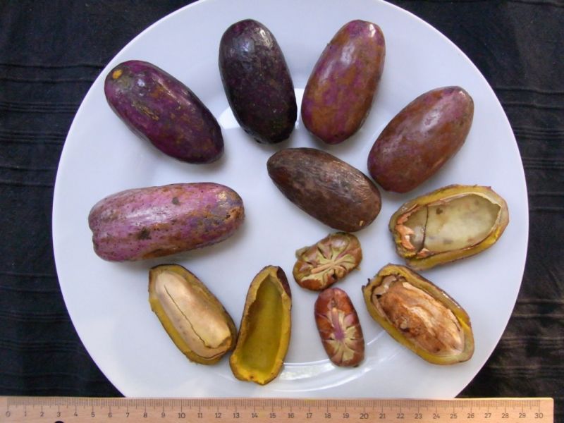 Datei:Safu.JPG