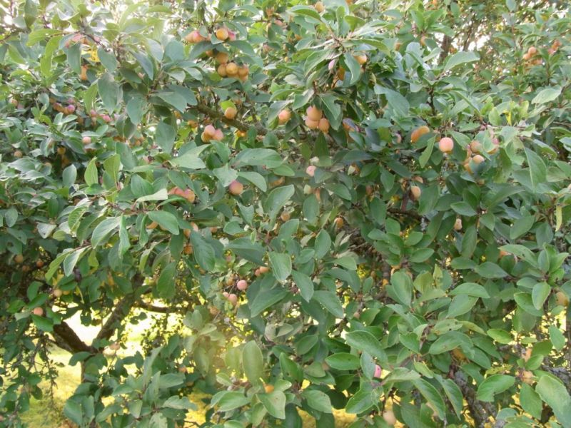 Datei:Mirabellenbaum.JPG