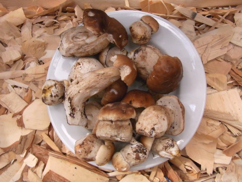 Datei:Steinpilze.JPG