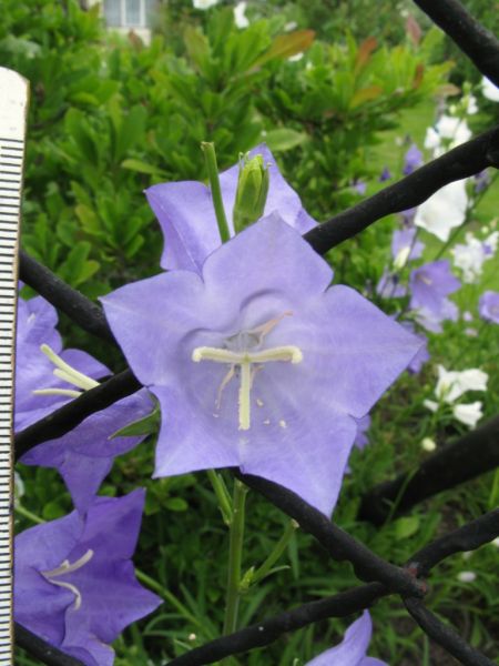 Datei:Glockenblume, pfirsichblaettrige, Bluete.JPG
