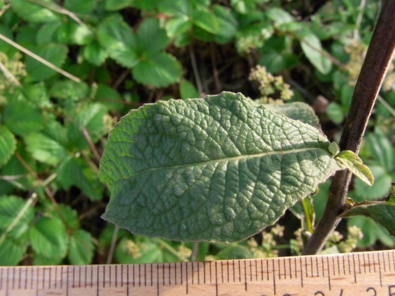 Datei:Duerrwurz-Alant, Blatt.JPG