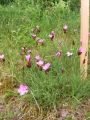 Vorschaubild der Version vom 11:45, 18. Jun. 2011