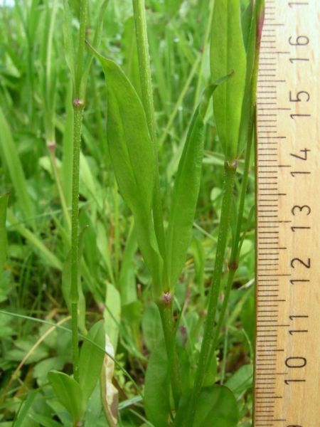 Datei:Kuckucks-Lichtnelke, Stengel und Blatt.JPG