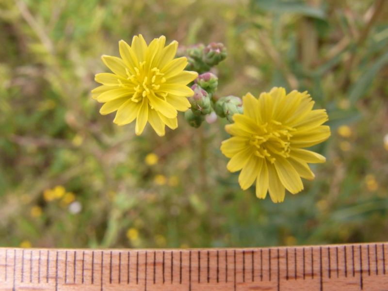 Datei:Gift-Lattich, Bluete.JPG