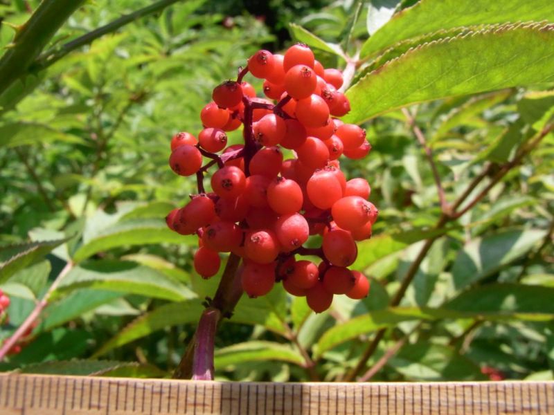 Datei:Holunder, roter, Fruchtstand.JPG