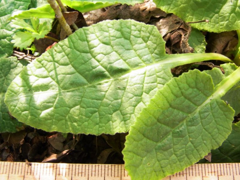 Datei:Schluesselblume, Blatt.JPG