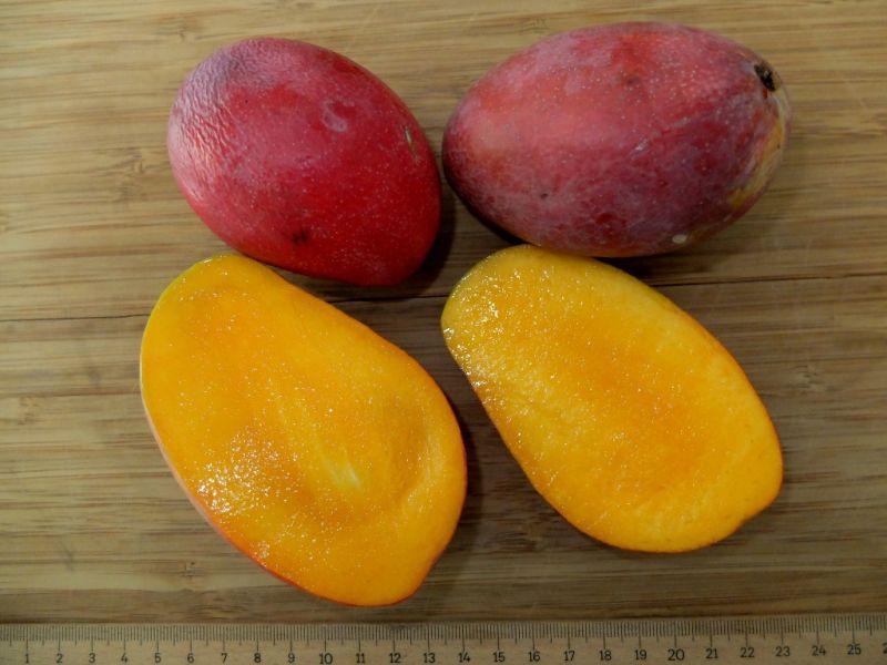 Datei:Mango Irwin.JPG