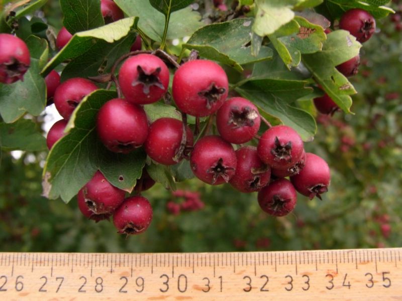 Datei:Weissdorn, Fruechte.JPG