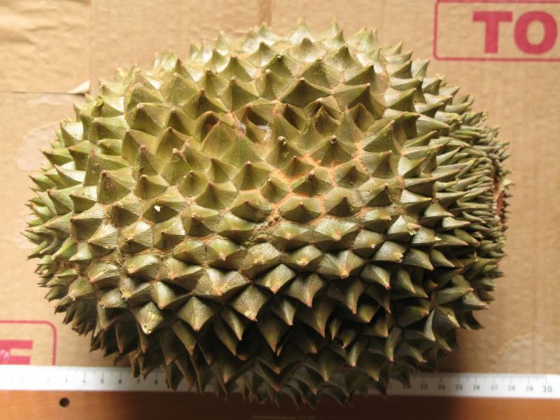 Datei:Durian Chanee.JPG