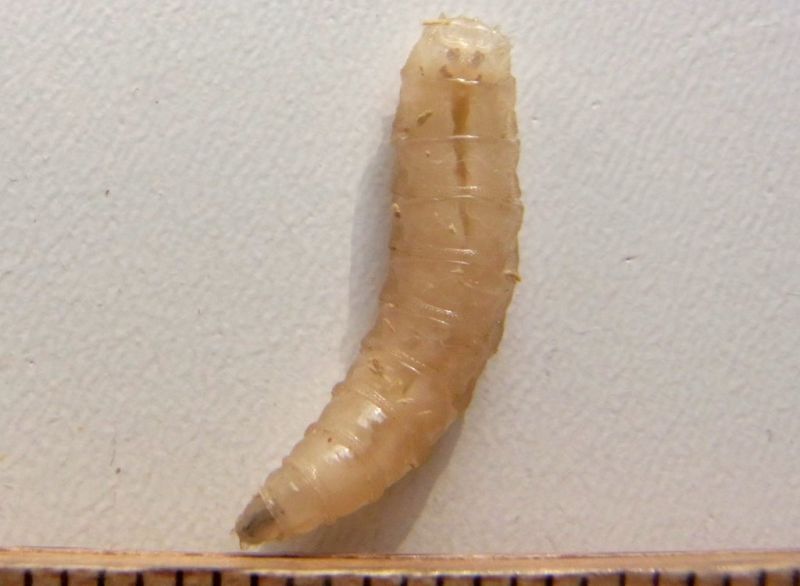 Datei:Fliegenlarve.JPG