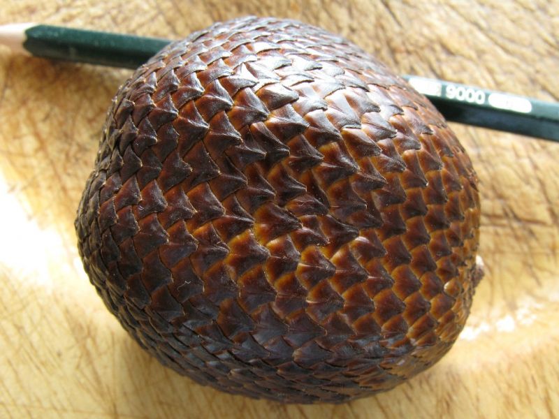 Datei:Salak, rund.JPG