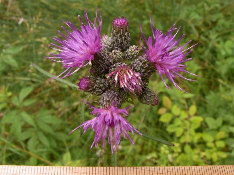 Datei:Sumpf-Kratzdistel, Bluete.JPG