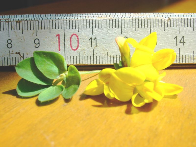 Datei:Hornklee, Bluete und Blatt.JPG