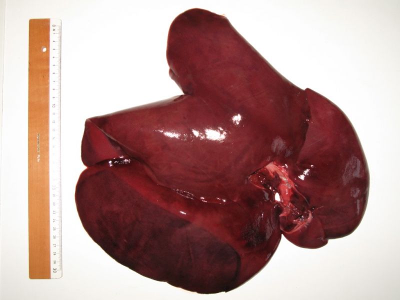 Datei:Wildschwein, Leber.JPG