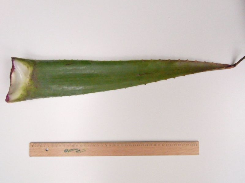 Datei:Aloe vera, Blatt.JPG