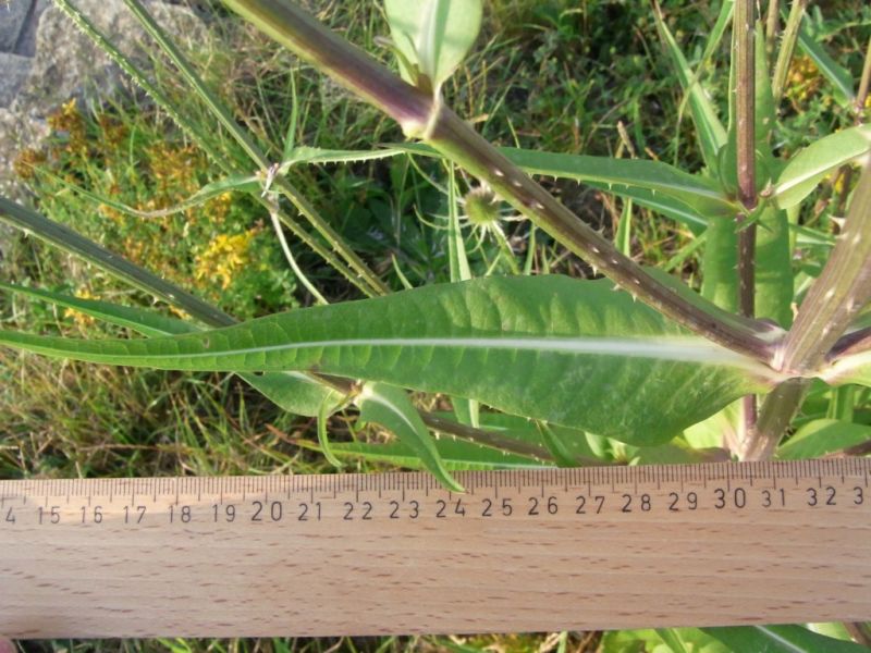 Datei:Wilde Karde, Blatt.JPG
