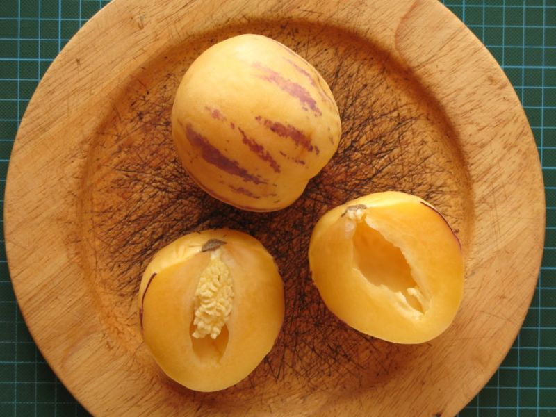 Datei:Pepino.JPG