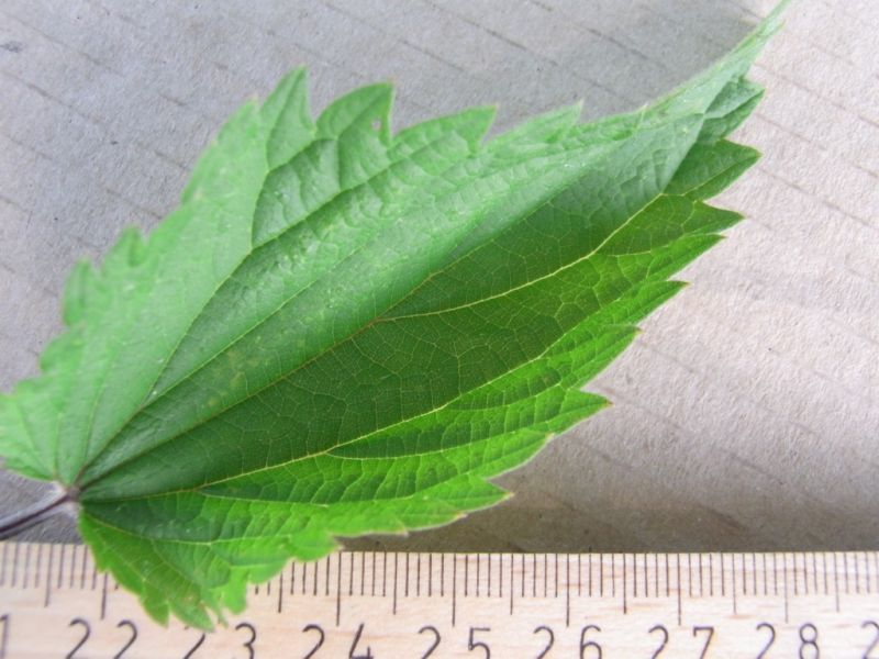 Datei:Brennessel, Blatt.JPG