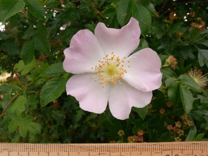 Datei:Hundsrose, Bluete.JPG