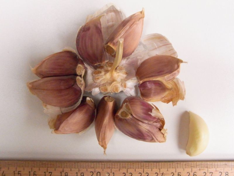 Datei:Knoblauch, Zehen.JPG
