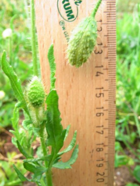 Datei:Klatschmohn, Bluetenknospen.JPG