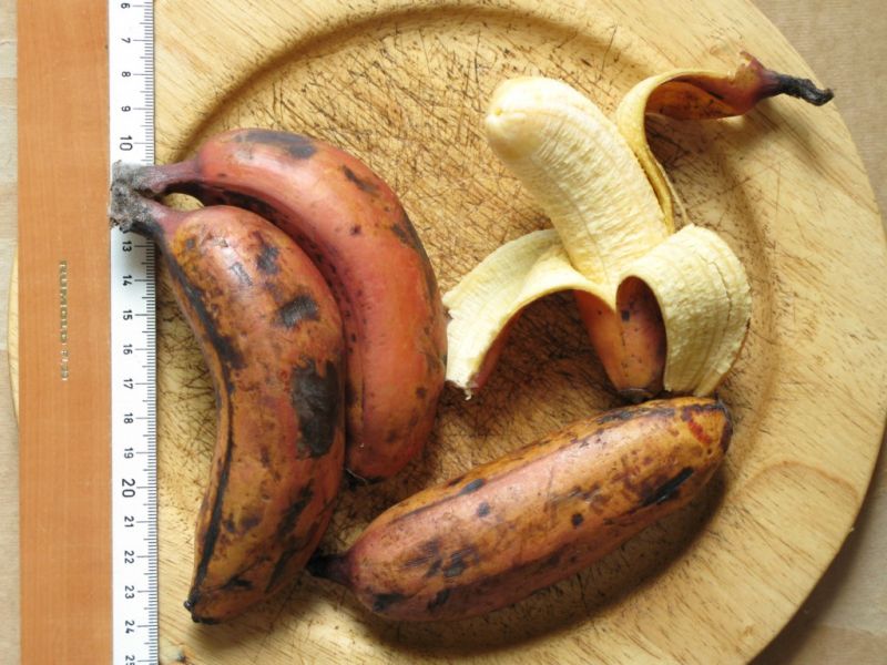 Datei:Banane Rosa.JPG