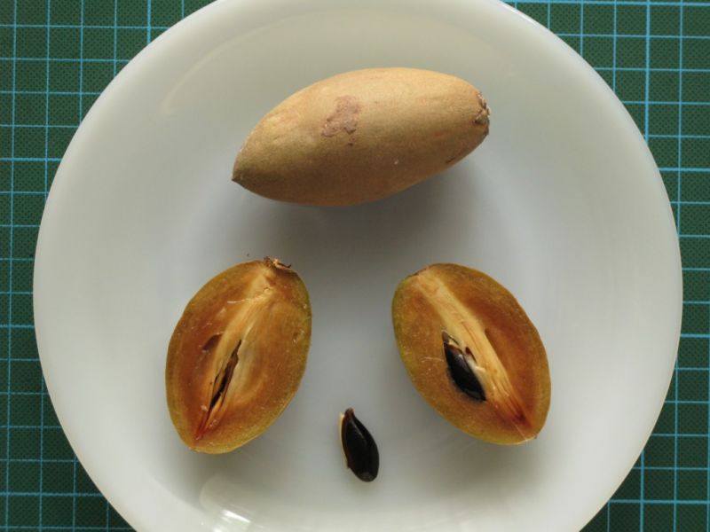 Datei:Sapotille.JPG
